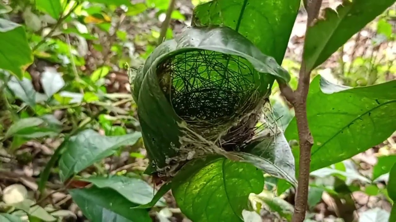 টুনটুনি পাখির বাসার কথকতা  #villagevlog #birdsnest #birds #bangladesh