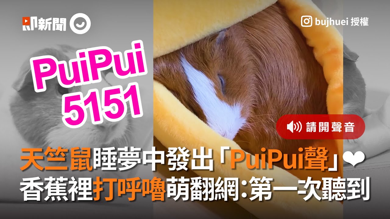 天竺鼠夢中發出PuiPui聲 打呼嚕萌翻網友：第一次聽到｜寵物｜睡覺｜夢話