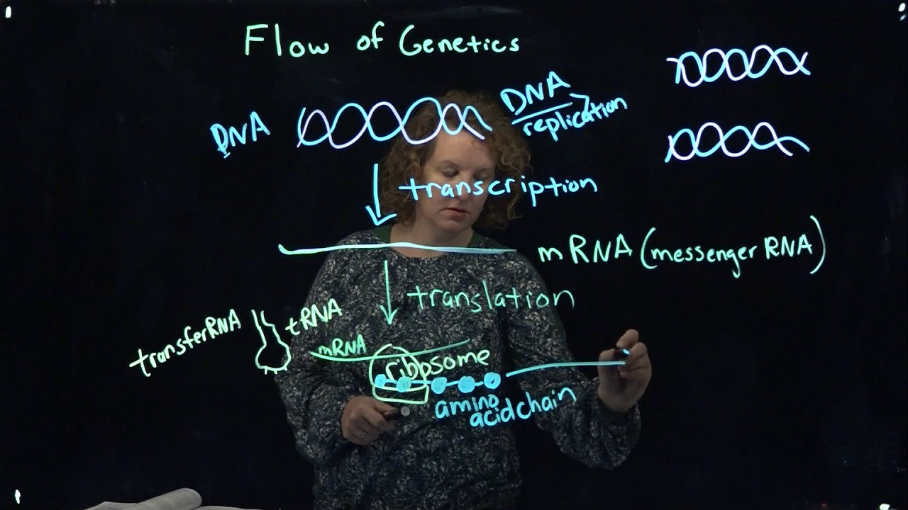 Flow of Genetic Information