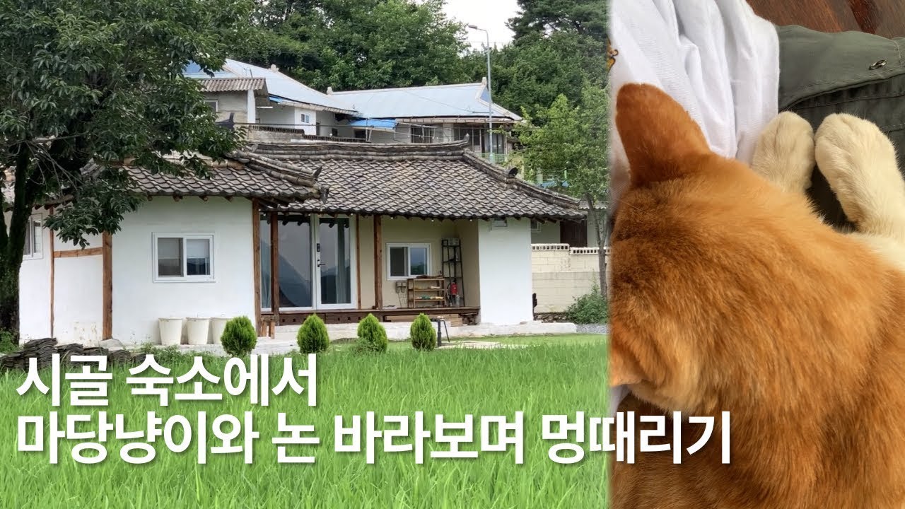 고양이 천국 시골 논뷰 숙소에서 휴식  | Korea travel log, 예천 airbnb
