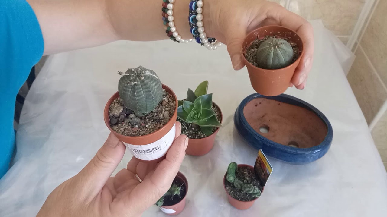 Суккуленты голландские!