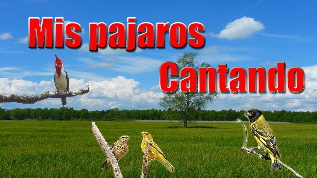 Mis Pájaros