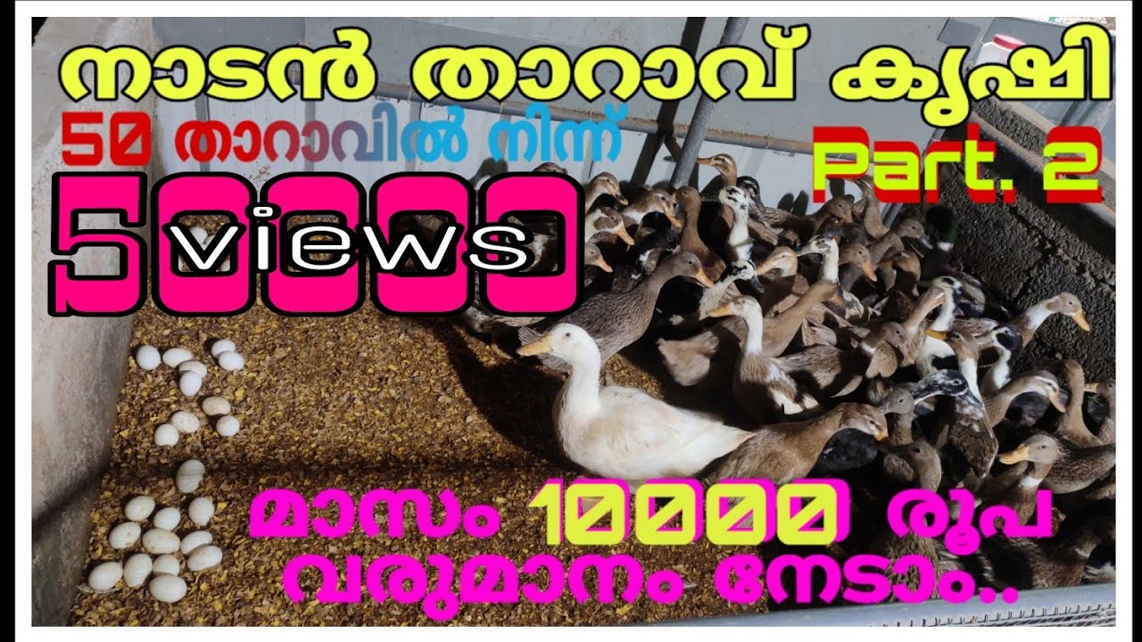 നാടൻ താറാവ് കൃഷി  ...... താറാവുകൾ മുട്ടയിട്ട് തുടങ്ങി  .. part  2