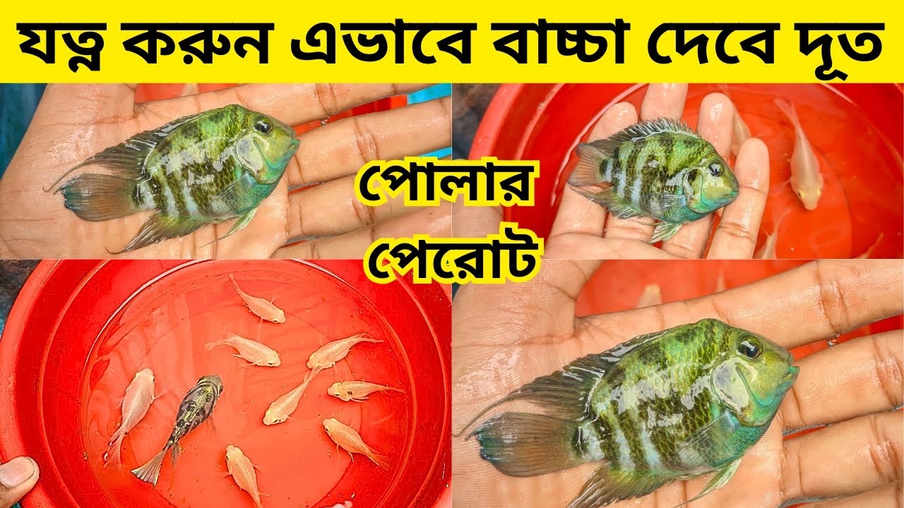 📶 পোলার পেরোট মাছের যত্ন | Polar Parrot Fish Care In Bangali | Blue polar parrot fish |#fish #parrot
