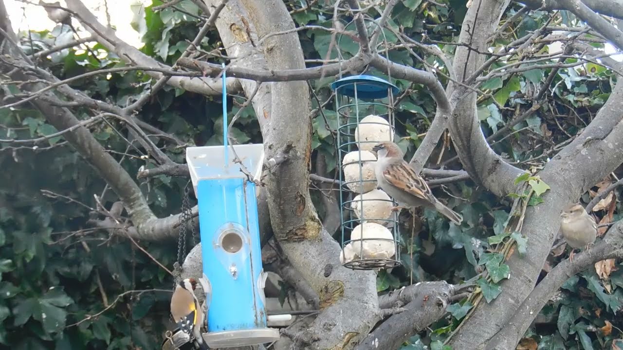 Feeding Birds in my Garden