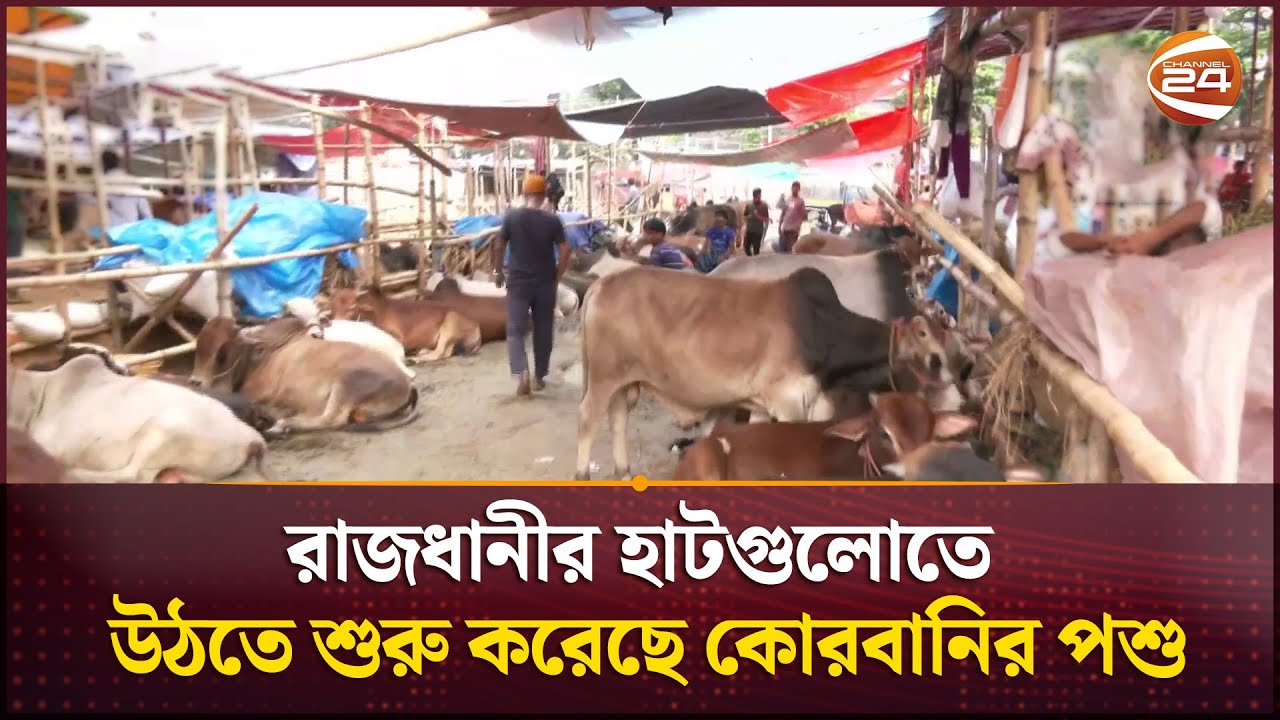 রাজধানীর হাটগুলোতে উঠতে শুরু করেছে কোরবানির পশু | Cow Haat | Channel 24