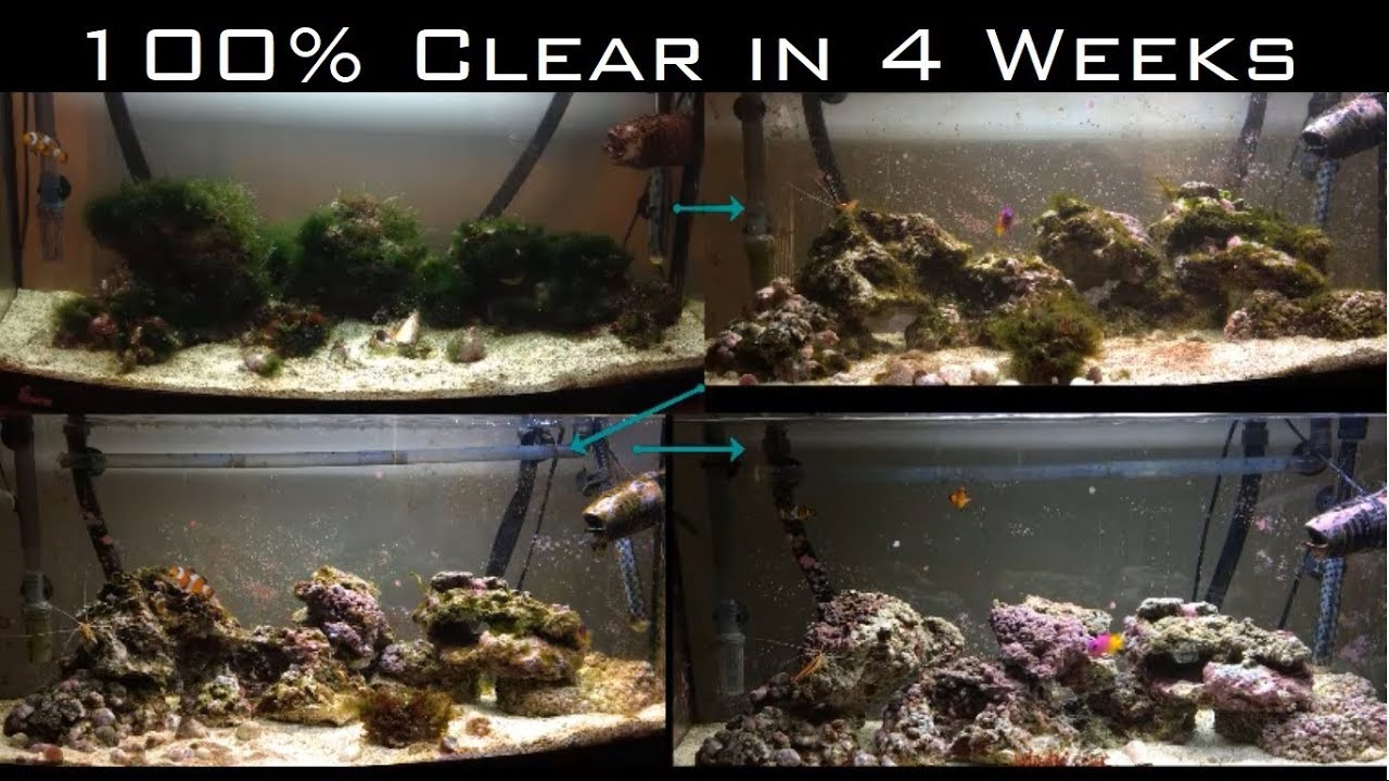 How to Rescue a Marine Reef Aquarium from Algae