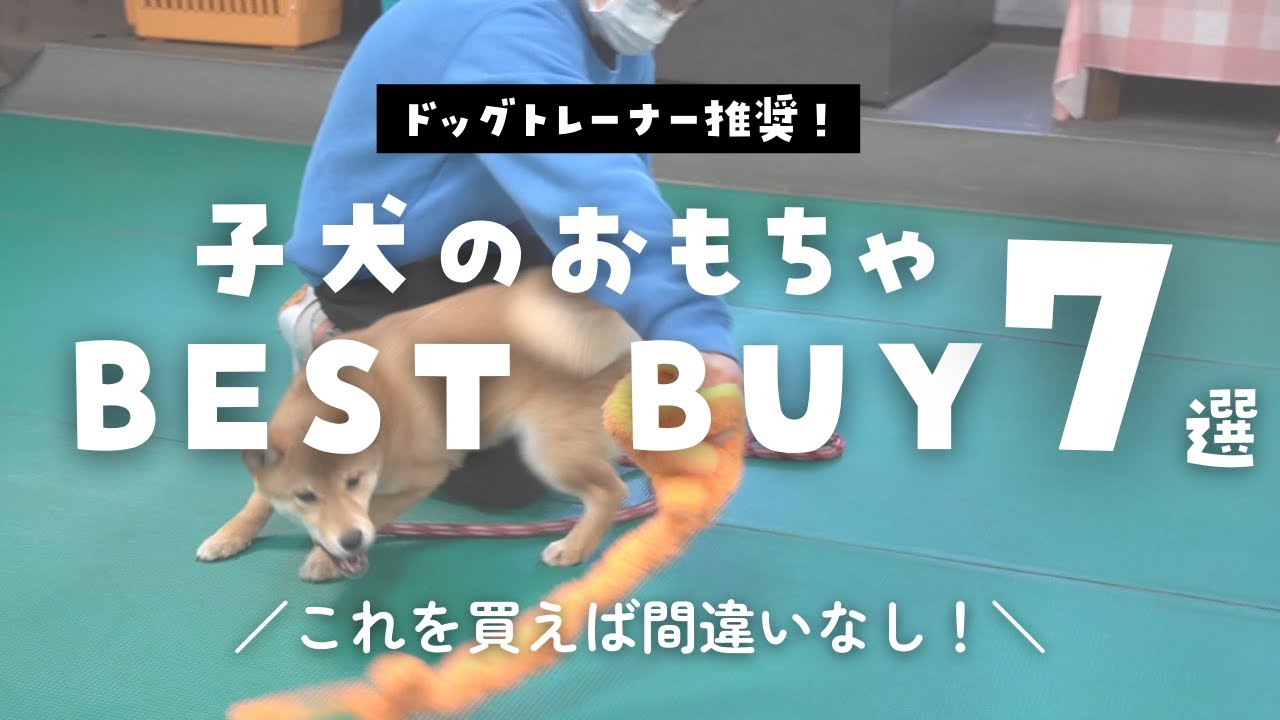 子犬におすすめなおもちゃ３種類【甘噛み防止】【問題行動予防】ドッグトレーナーが選ぶ７商品