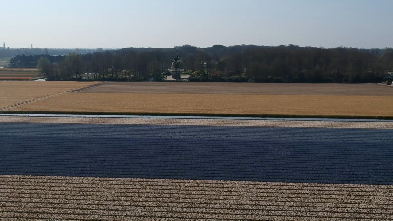 DUTCH FLOWERFIELDS GARDENS 2020 | Keukenhof bloemenvelden Lisse