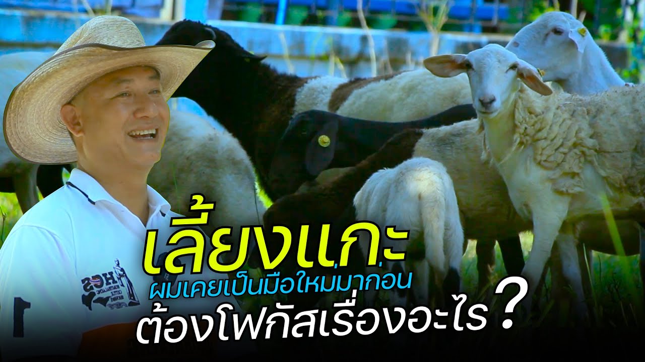 การเลี้ยงแกะที่มือใหม่ต้องรู้ให้ทันแกะ เป็นอย่างไรคลิปนี้มีคำตอบ [ชูชัยฟาร์ม Ep1]