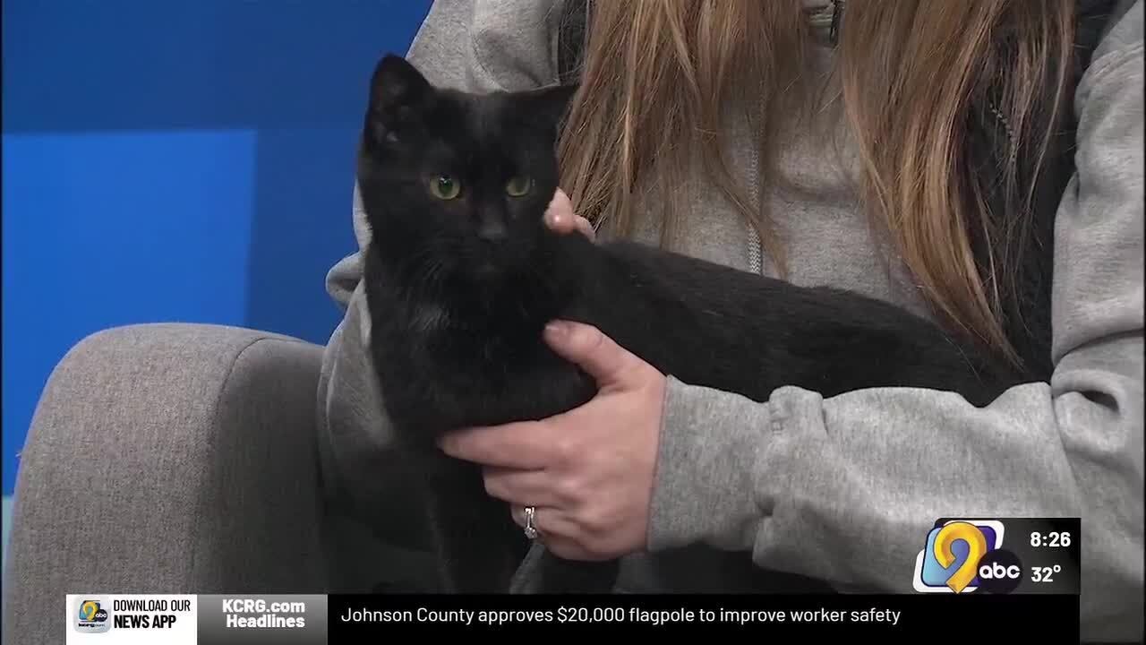Belinda with the Cedar Valley Humane Society steals the show on the Saturday morning news