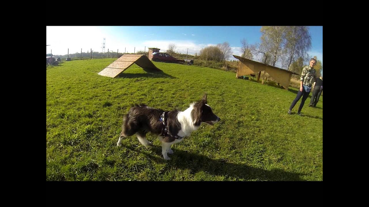 Autumn Obedience Distractions Training!