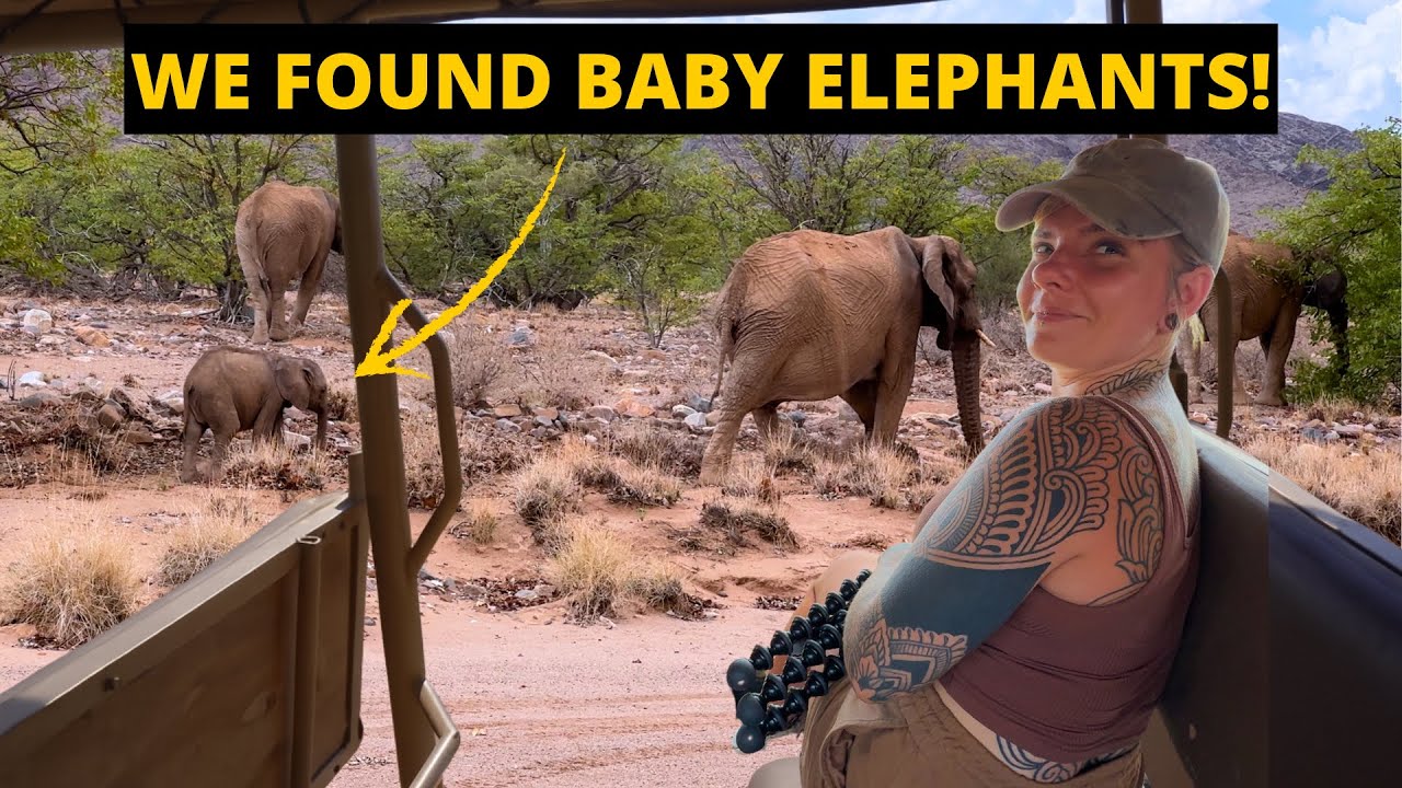 Tracking Wild Desert Elephants in Namibia - The Reality Few People Ever See