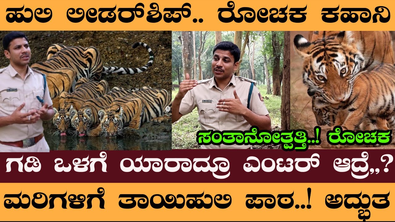 ಹುಲಿ ಲೀಡರ್‌ಶಿಪ್‌.. ರೋಚಕ ಕಹಾನಿ. ಮರಿಗಳಿಗೆ ತಾಯಿಹುಲಿ ಪಾಠ..! ಅದ್ಭುತ #NaveenRawath #Tiger