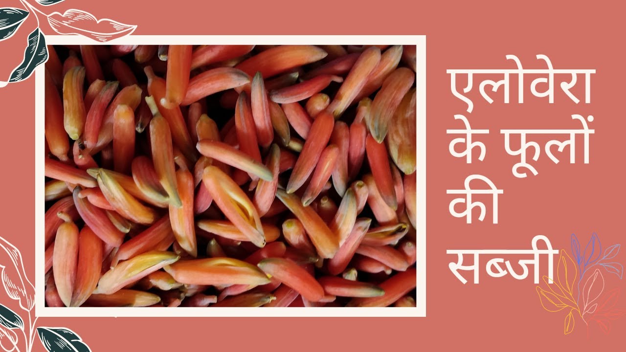 एलोवेरा के फूलों की सब्जी ! जी हां ,स्वाद भी सेहत भी  | A TASTY VEGITABLE OF ALOEVERA ....FLOWERS |