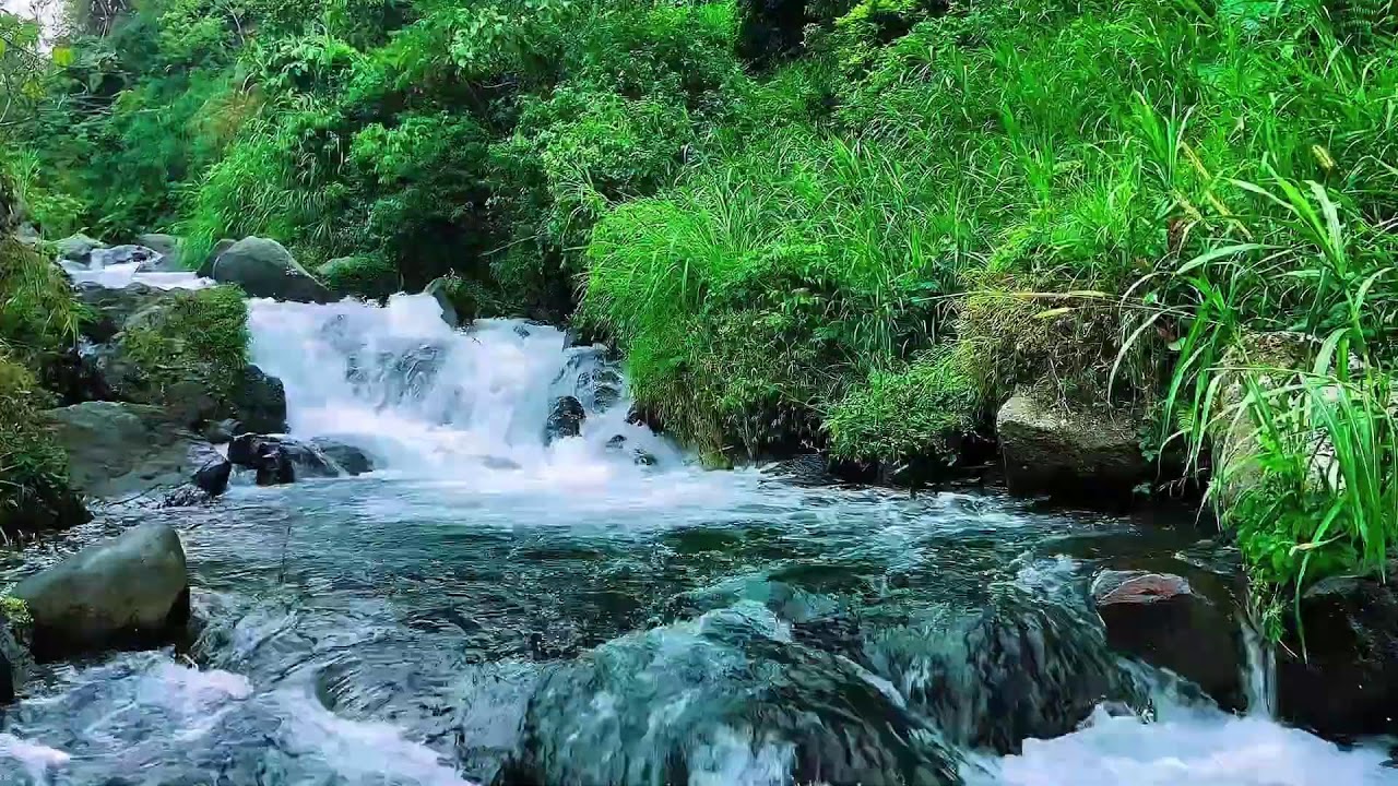Natural Flowing Forest River, Mountain Stream Sounds, Sleep