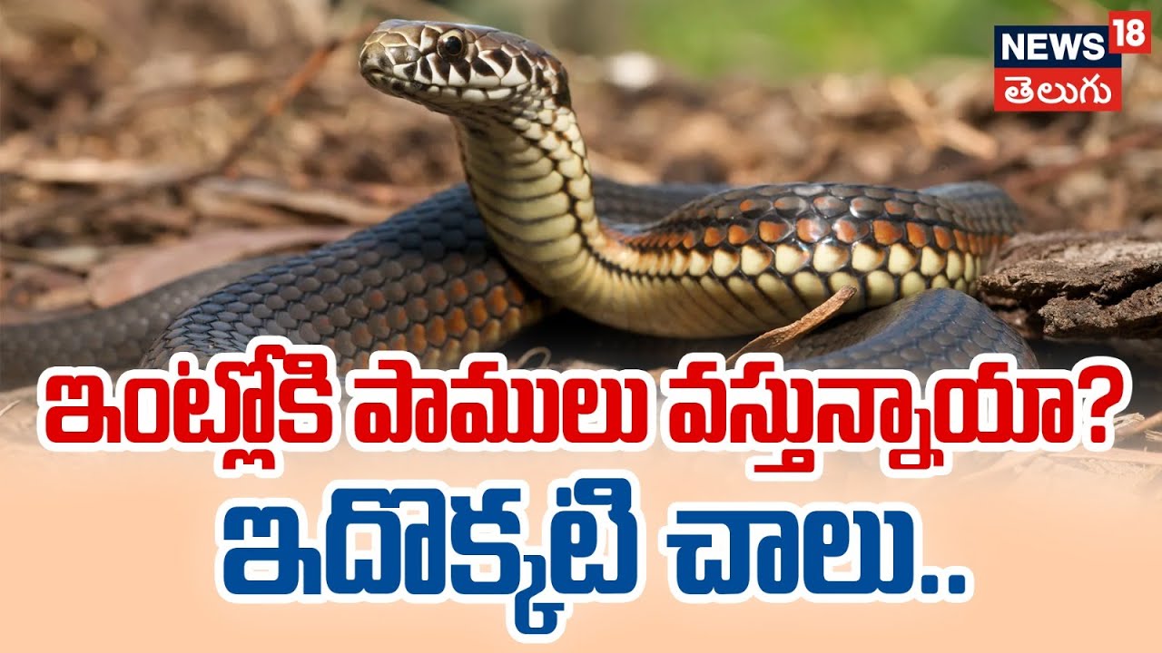 Stop reptiles and snakes from entering into house by following these tips | News18 Telugu