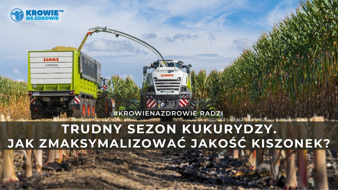 Trudny sezon w KUKURYDZY. Jak zmaksymalizować jakość kiszonek? | | Krowie Na Zdrowie radzi.