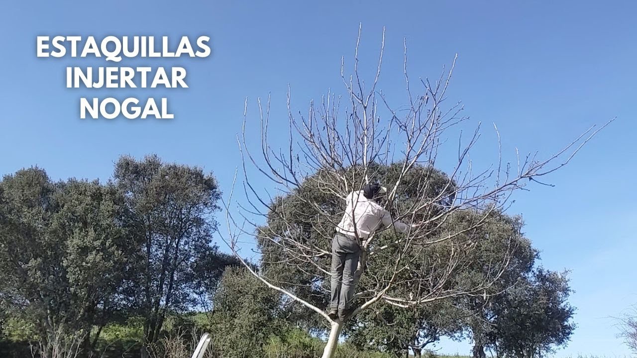 Guardar estaquillas para injertar nogal