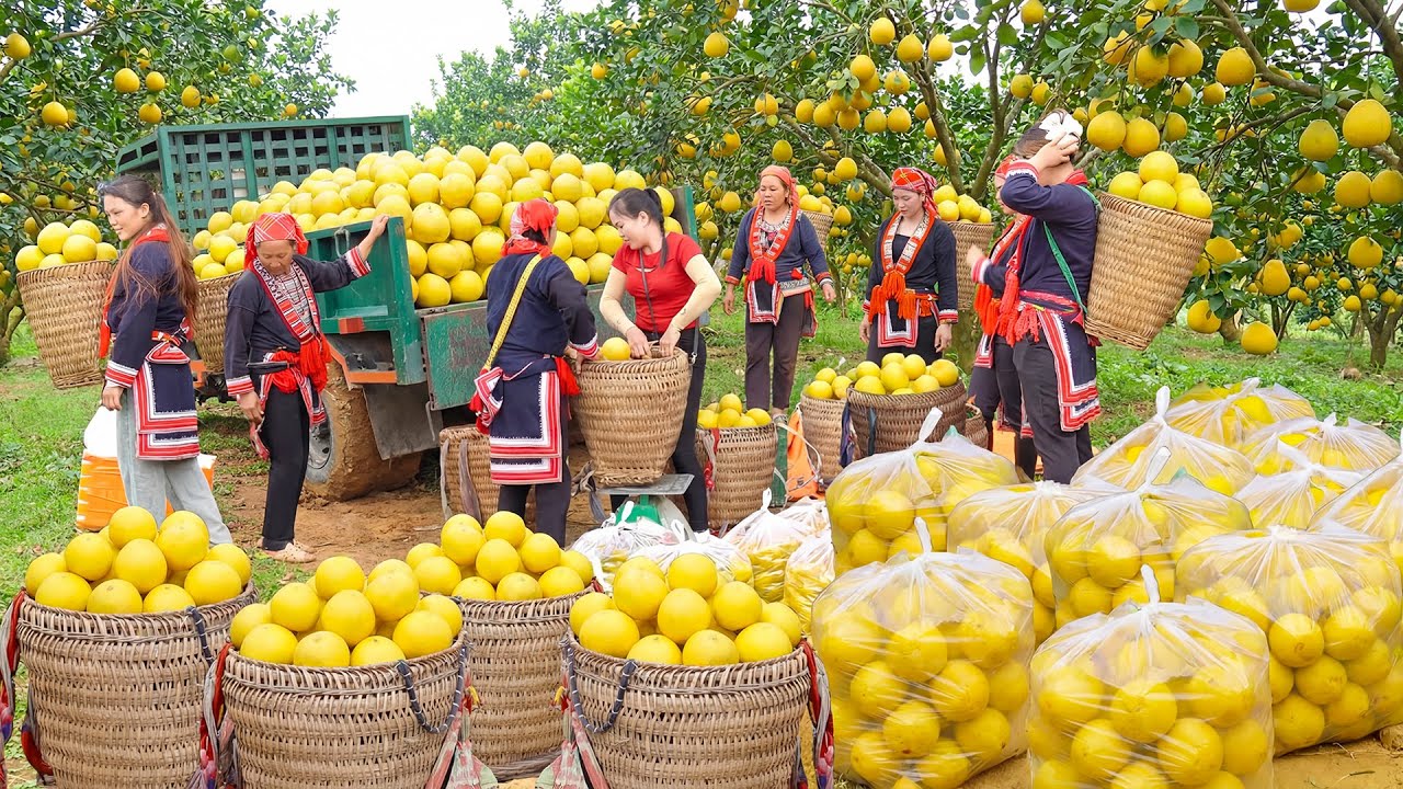 Harvested 1000+ Grapefruit, Use Truck to Transport Many Grapefruit Go To Market Sell