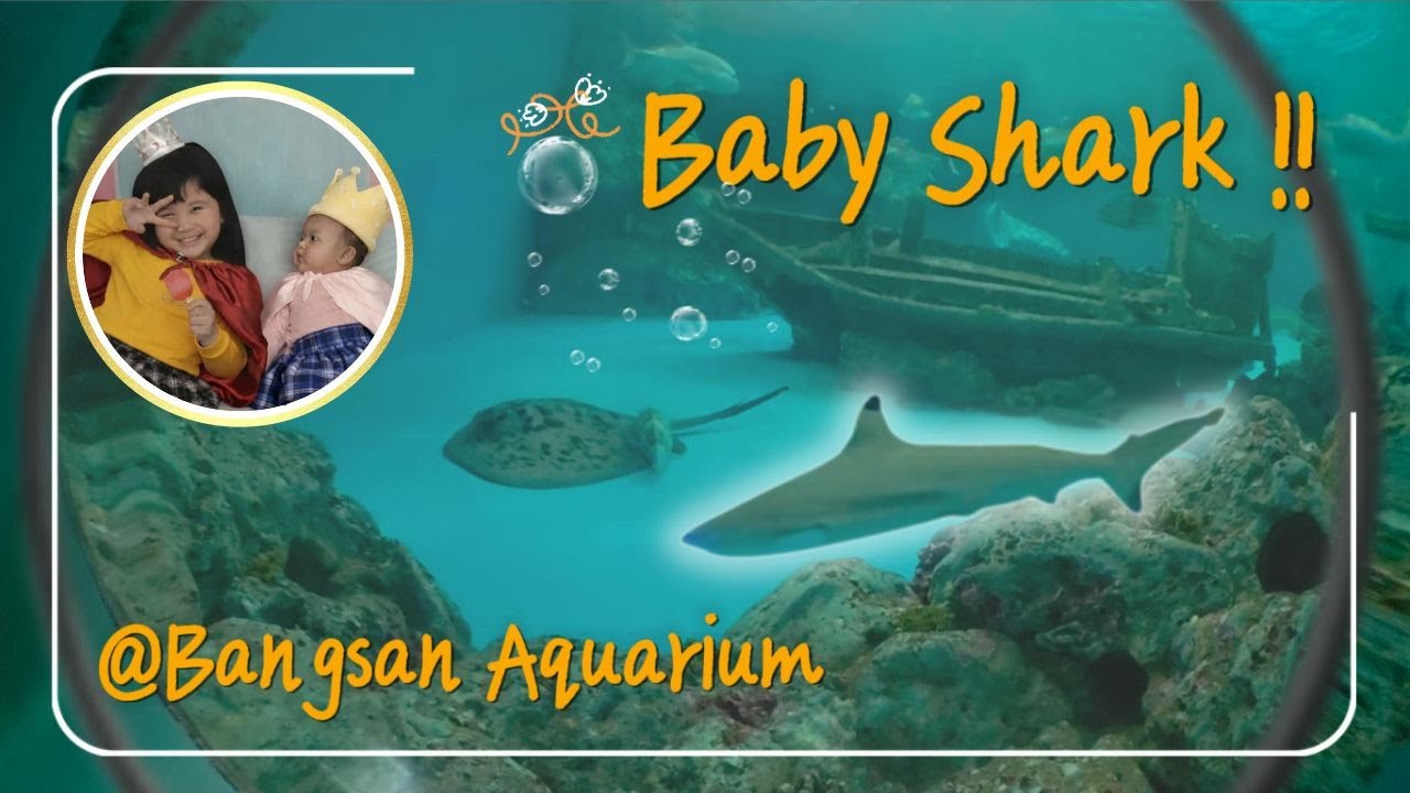 Baby shark ของจริง ที่บางแสนอควาเรี่ยม สถาบันวิทยาศาสตร์ทางทะเล   2026 | สองเธอร์ เจอนี่