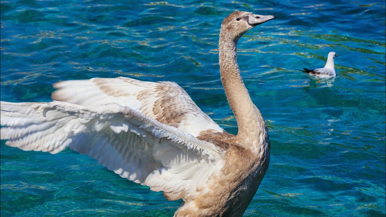 Goose || Swan || Save Wild Animal ||
