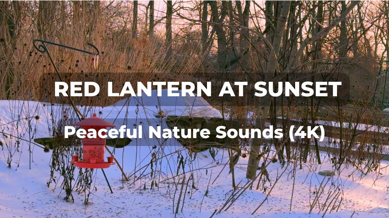 Pure Bird Sounds at Sunset | Red Lantern Feeder in 4K