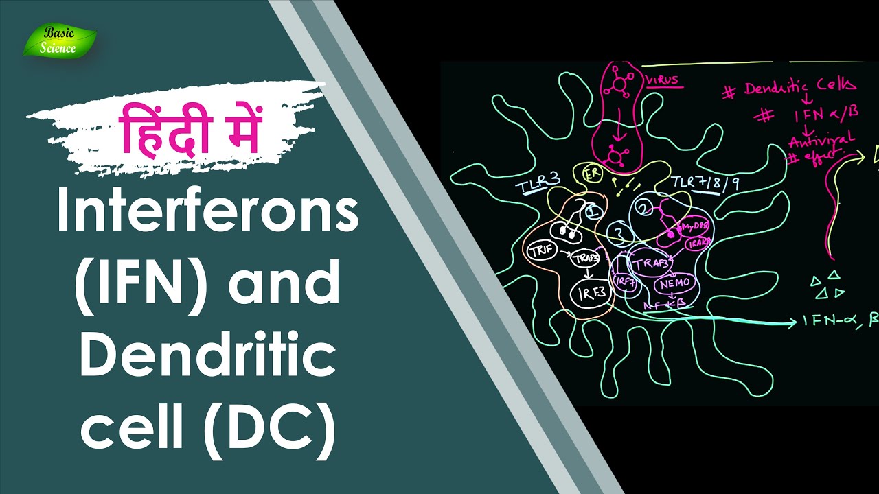 Interferons (IFN) और Dendritic cell के काम को समझें | Immune System | Basic Science Series Hindi