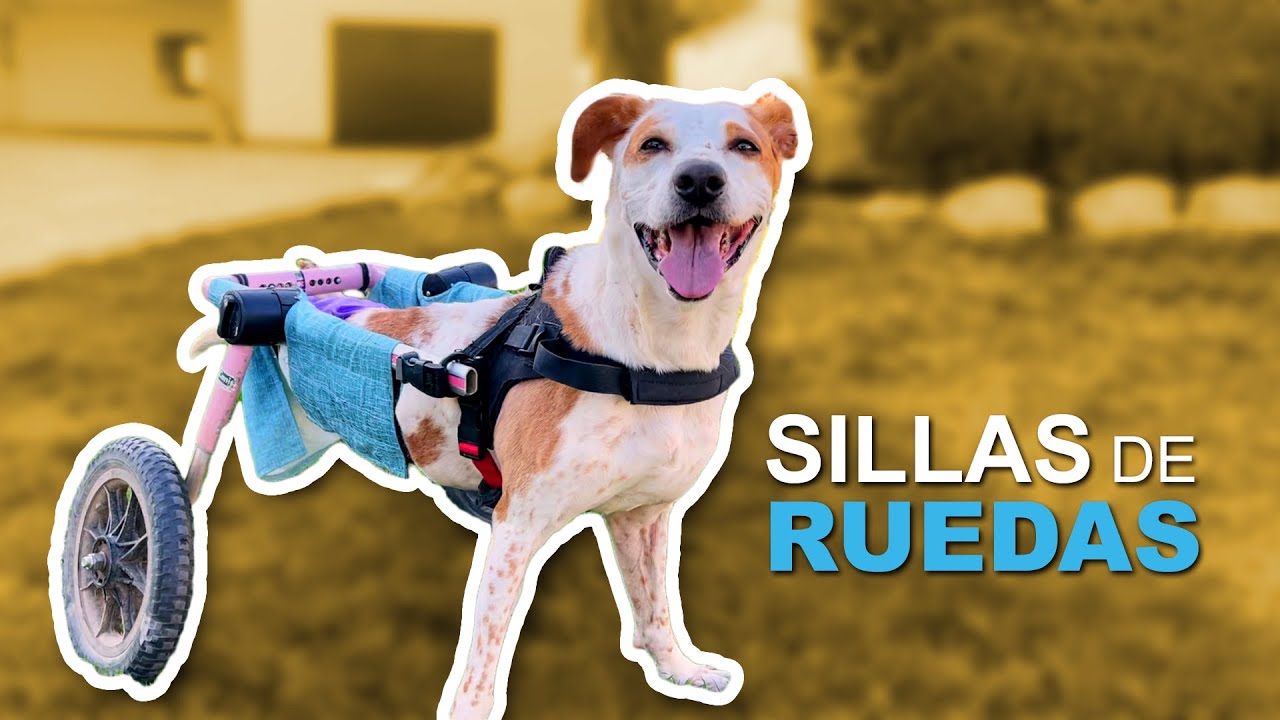 Como cuidamos a nuestros PERROS con SILLA DE RUEDAS.   || LET´S ADOPT BACKSTAGE