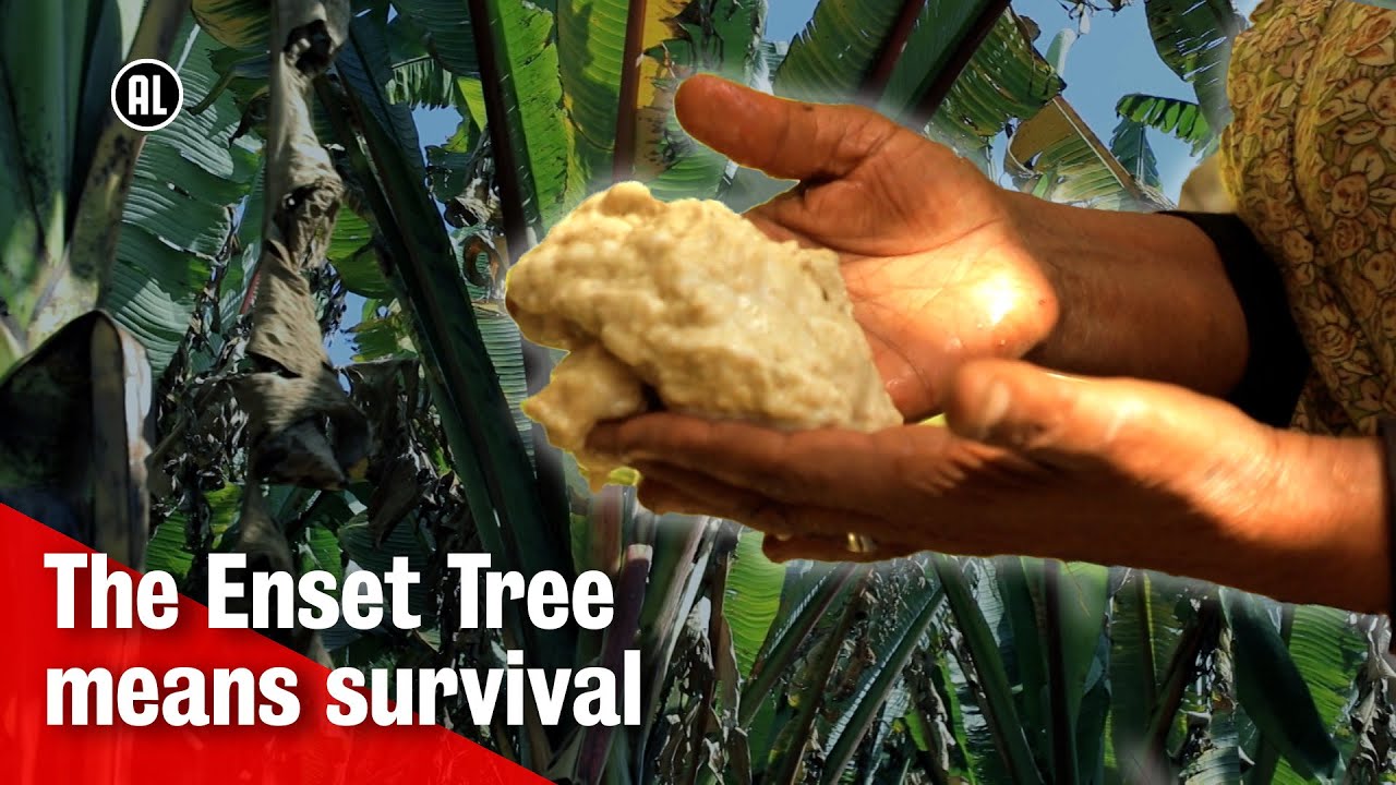 Living off the Enset tree in Ethiopia | METROPOLIS