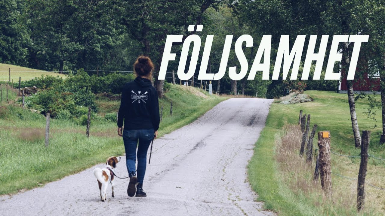 FÖLJSAMHET - få hunden att hålla koll på dig