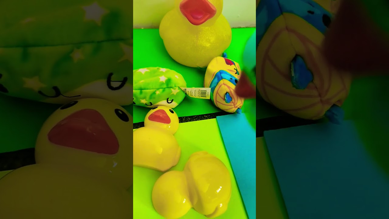 The duck attack #funny #duck #cat