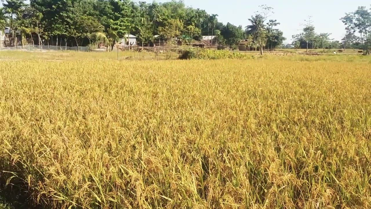 Assam ki pure Paka hua dhaan! Dhaan ka Khet! beautiful Hariyali.....🏕🏡