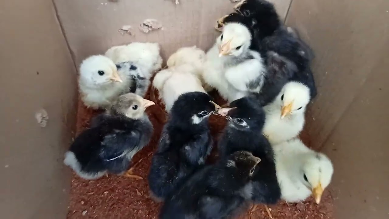 Pollitos con bota, cada quien crecen mas ❤️ 🐤 