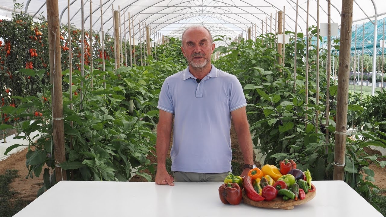 Capsicum annuum SPECIE