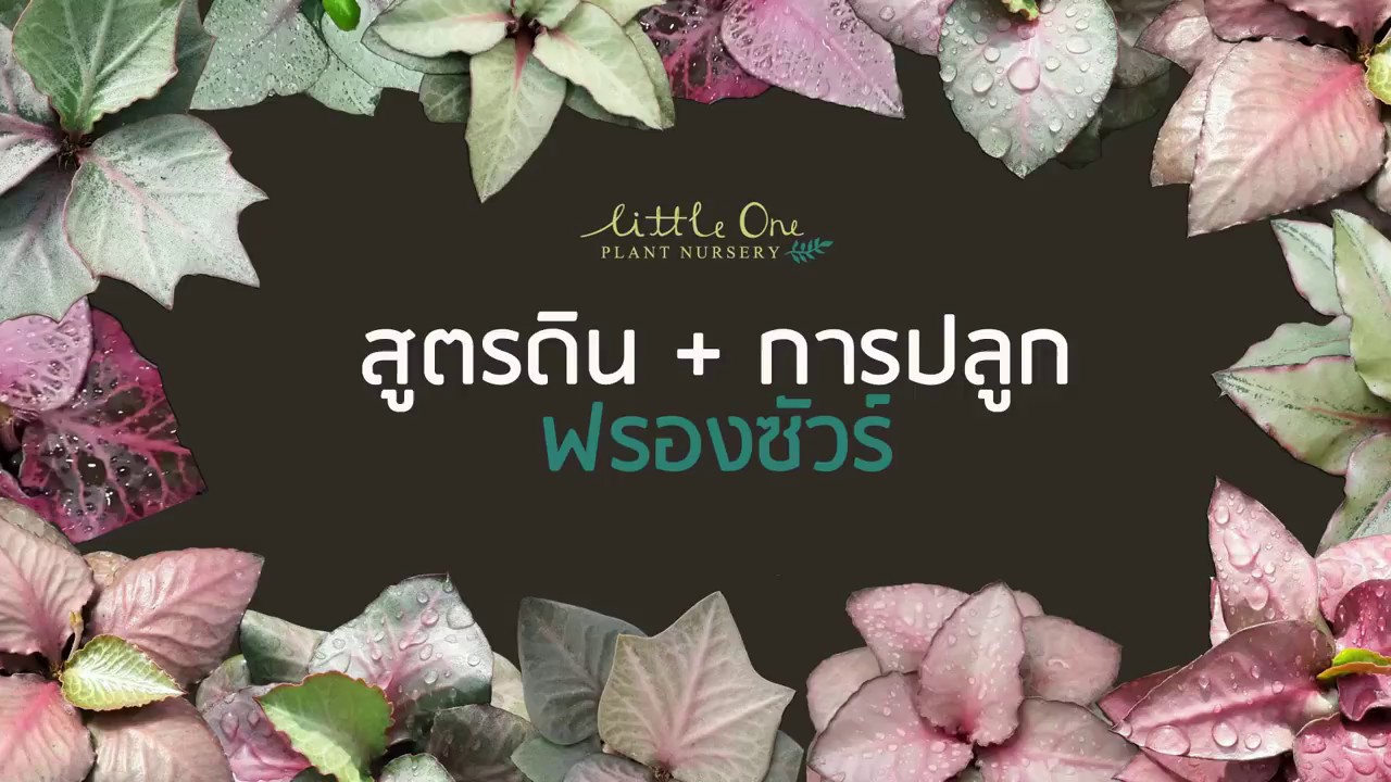 Euphorbia francoisii soild mix 如何配土+種植彩葉麒麟 สูตรดิน + การปลูก ฟรองซัวร์ ฉบับเต็ม