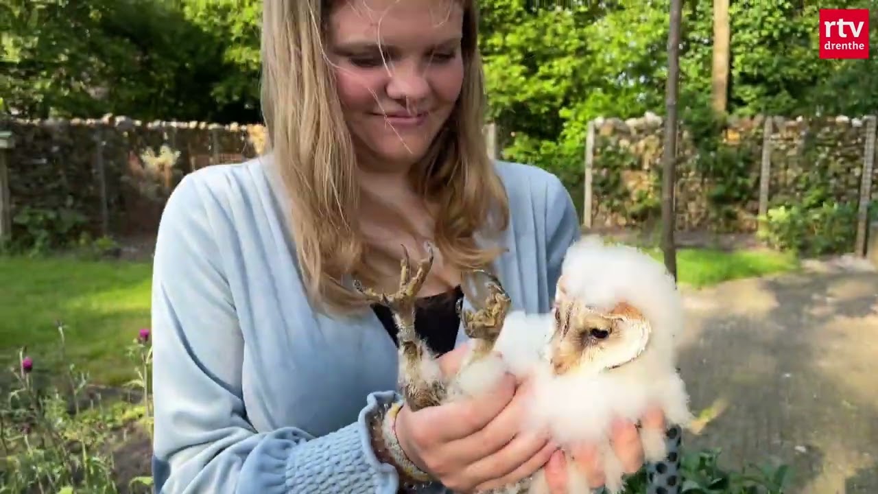 Kerkuilen geringd om ze goed in de gaten te kunnen houden