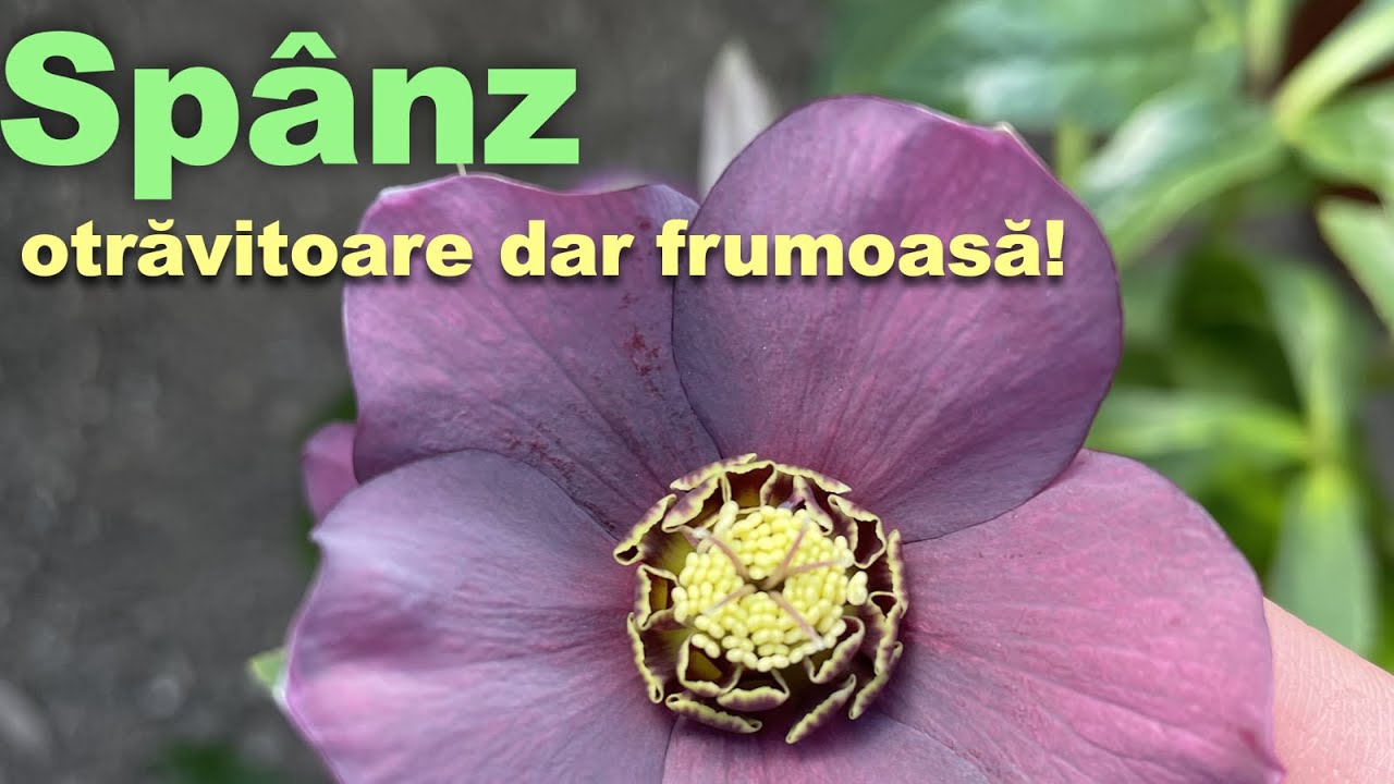Spânz - helleborus orientalis, o frumoasă floare otrăvitoare, ce înflorește tot sezonul rece