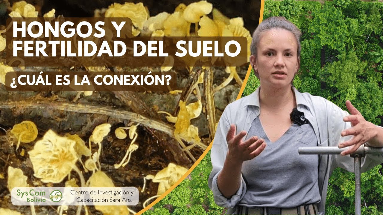 Hongos y su rol en la fertilidad del suelo