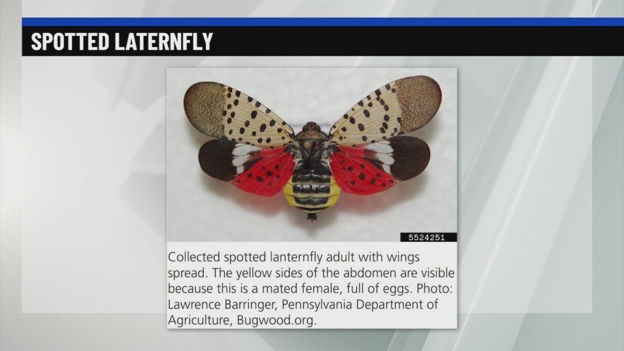 NYS Department of Agriculture and Markets on Invasive spotted lanternfly
