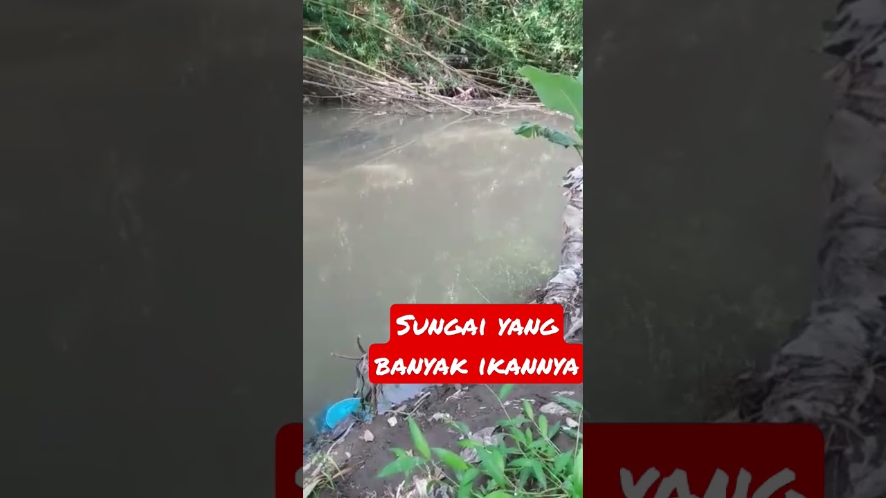 Mengintip ikan babon 