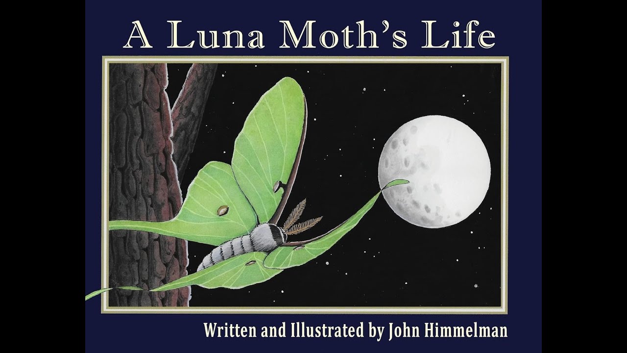 A Luna Moth's Life Read Aloud by John Himmelman