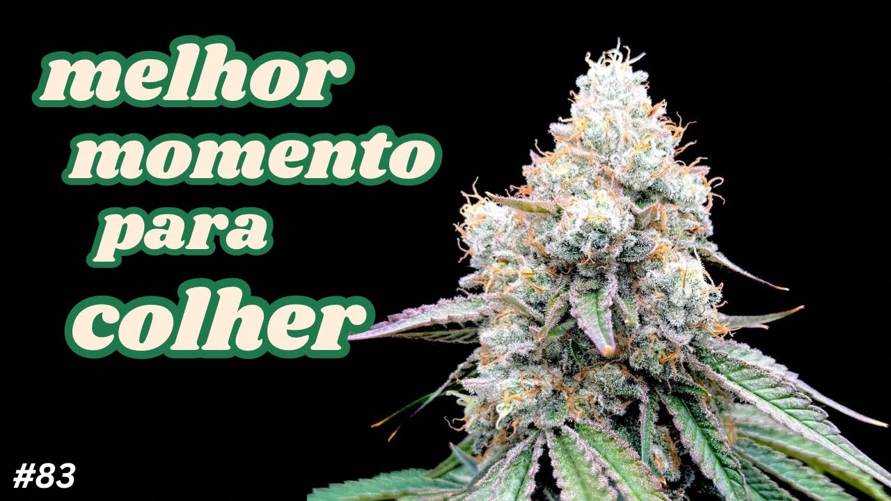 QUANDO COLHER AS PLANTAS de CANNABIS