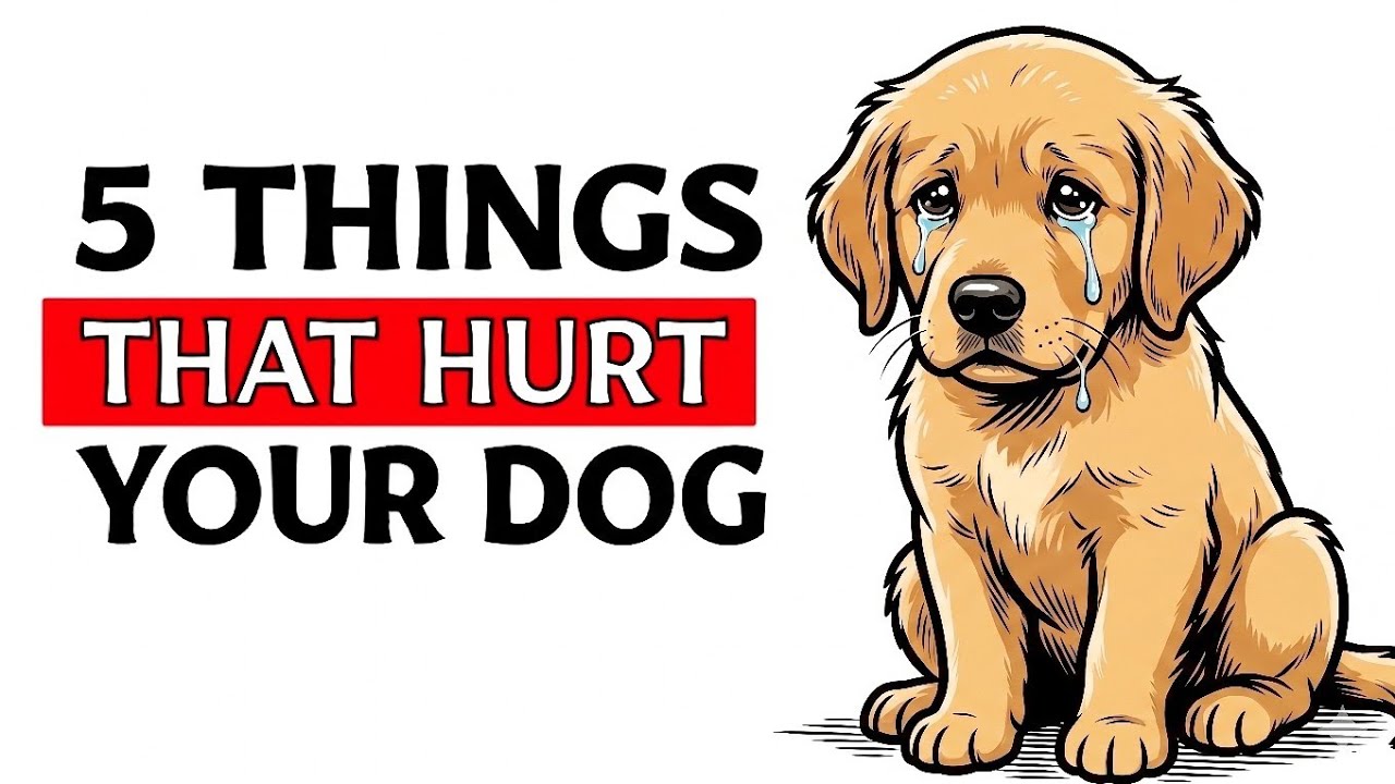 5 Everyday Things That Hurt Your Dog's Feelings. (The Silent Pain You're Causing)