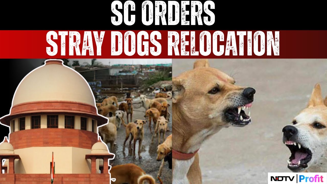 Stray Dogs Menace: SC Orders Delhi Government To Shift All Stray Dogs To Shelter Homes