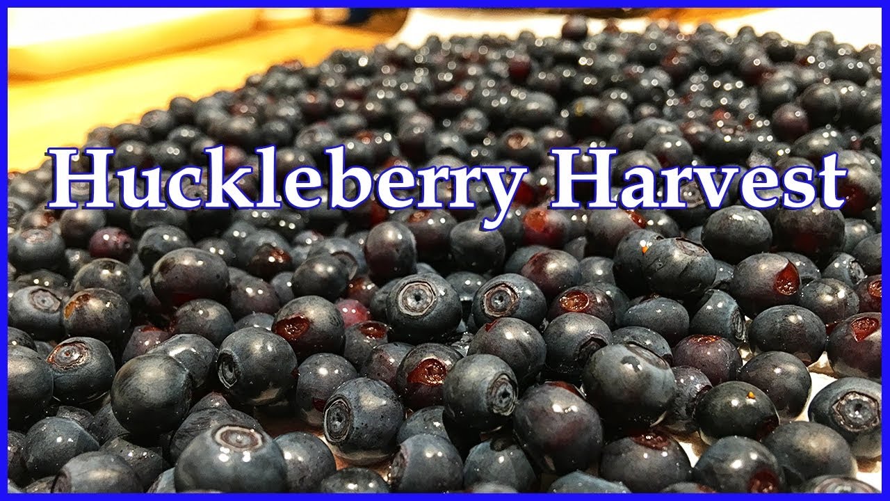 Huckleberry Harvest