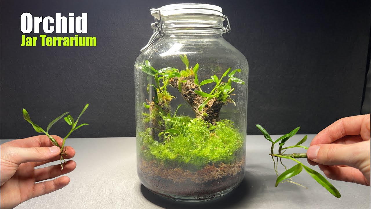 keeping Orchids in a Closed Jar Terrarium