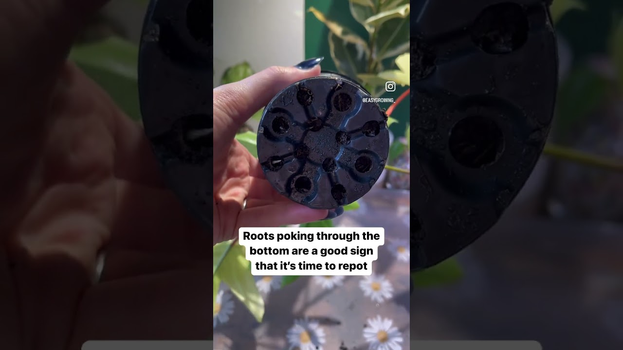 Subscribe for more plant tips 🪴 