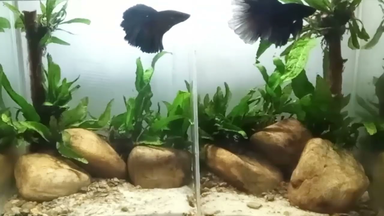 Twin Betta Fish Illusion 🐟  Soothing Aquascape with Ambient Music & Water Sounds (2 Hours)