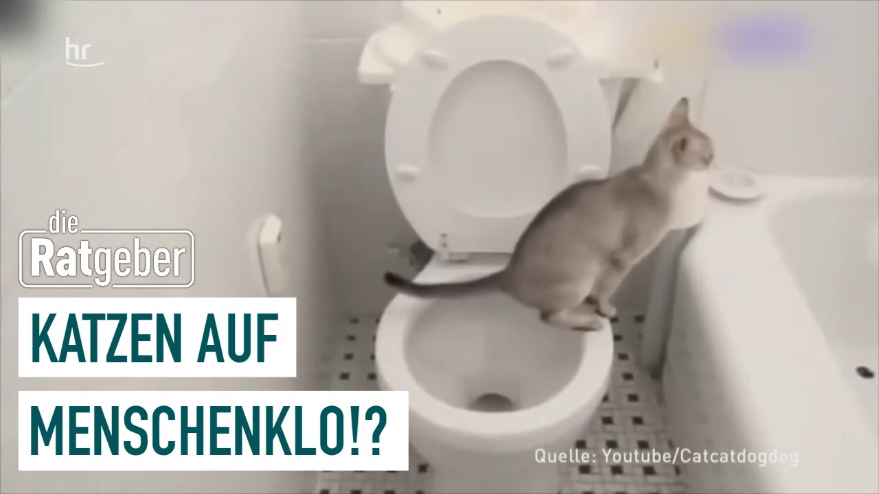 Следует ли кошкам пользоваться туалетом для людей? | Советники